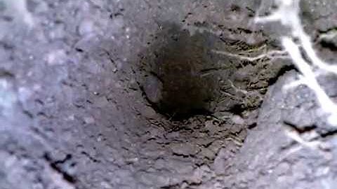 The Gopher Getters, Pocket Gophers, Tunneling and Tree Damage