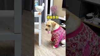 【旺仔很忙🐶】狗子好像不喜欢新买的投食器