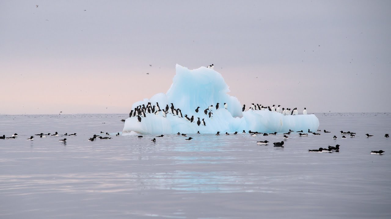 Alkefjellet - Vogelfelsen