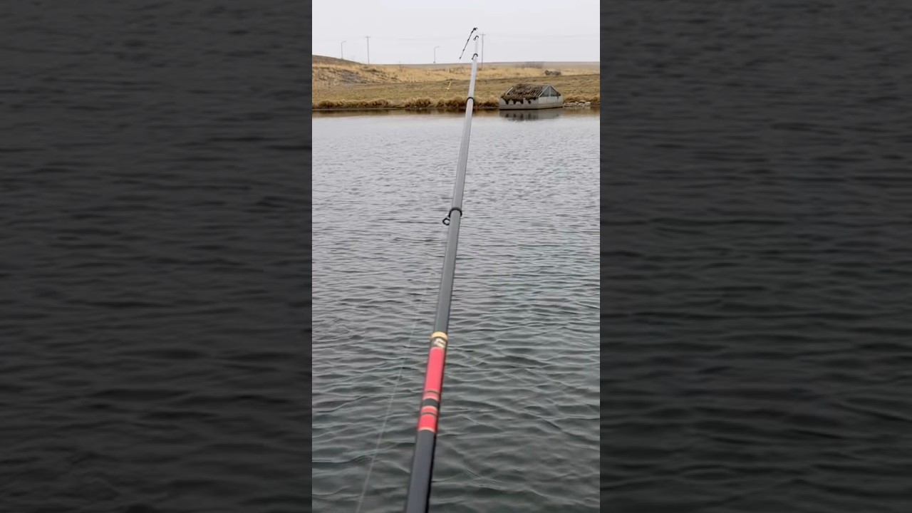 Красавица 🐟 