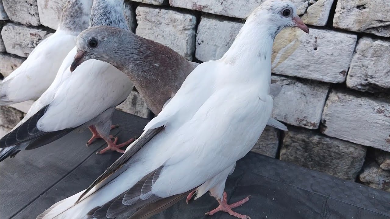 पंजाबी कबूतर फोर सेल\ Ak Rana pigeon 🕊️🕊️🕊️👍 - YouTube