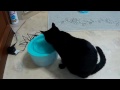 使ってみた。　猫用　循環式給水器　ピュアクリスタル