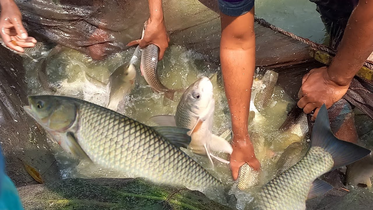 Fish Rui Katal Big fish like silver carp bata rui katal gascap etc. - YouTube