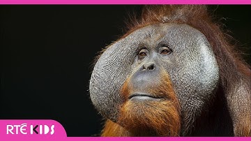 Orangutan