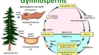 Gymnosperm Notes