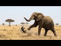Honey Badger Picks an Elephant — One Kick Sends It Flying