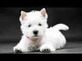 Le West Highland White Terrier の動画、YouTube動画。