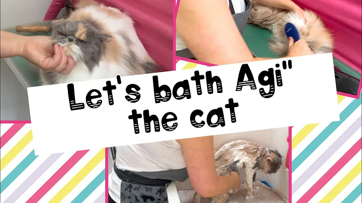 Video 4902291: cat bath, canin