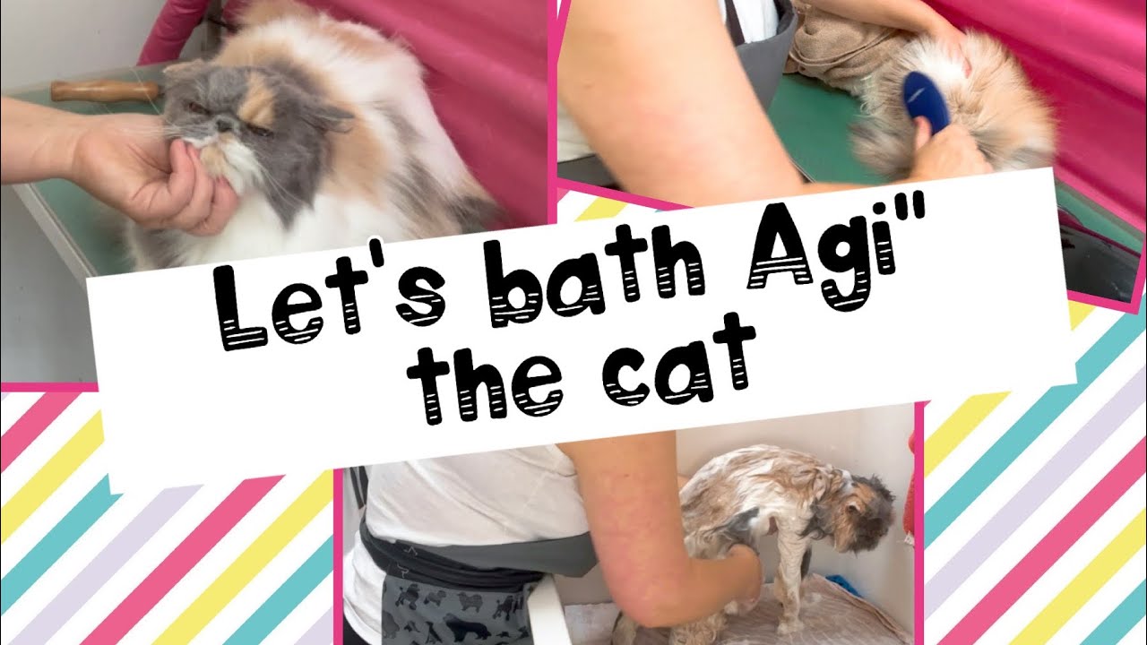 Bathing a cat YouTube