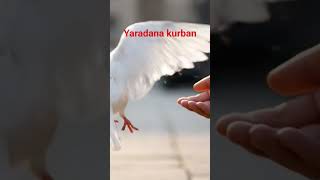Guvercini Yaratan Allaha Şüküler Olsun