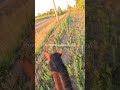 Everything Goes Away #horse #dusty #trailriders #sunset
