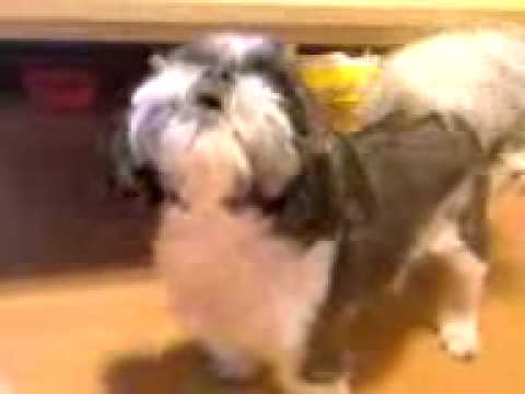 じじこ♂17歳