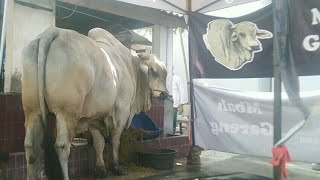 DETI DETIK PROSES PEMOTONGAN HEWAN QURBAN MIRIP SAPI PO MBAH GARENG DAN SAPI SIMENTAL DAMAR WULAN