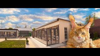 🐱 Maine Coon Cats Live 24/7 - Cat Cattery Live Stream | Relaxing Cat Camera
