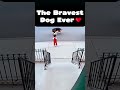 The Bravest Dog Ever ❤️ #shorts  #dog  #heroicstories  #brave  #hero  #animals  #story