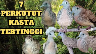 Inilah 7 Perkutut Katuranggan Dengan Kasta Tertinggi !