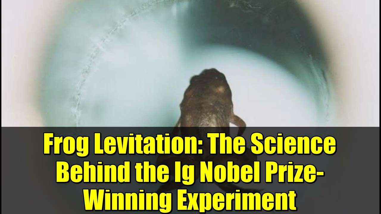 Левитация лягушки: наука, лежащая в основе эксперимента, удостоенного Шнобелевской премии