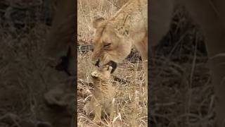 Cutest Lion Cub Roar Lion