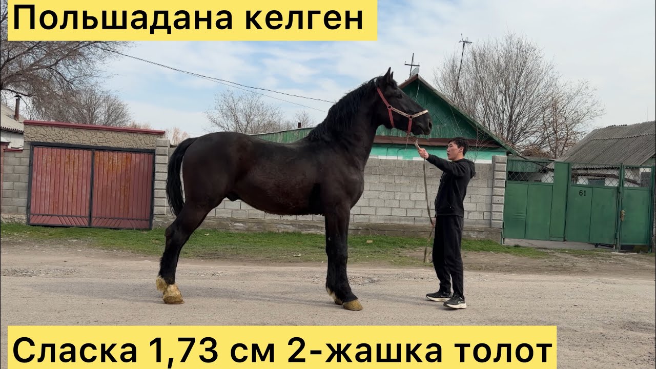 Европанын чону чыкты тел +996 770 249 387