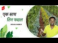 एक साथ तिन फसल🌱 | Indian Farmer | #Shorts