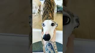 sweetest dogs ever the Galgos Espanol