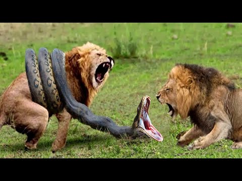 Видео: Едят ли горные львы змей?