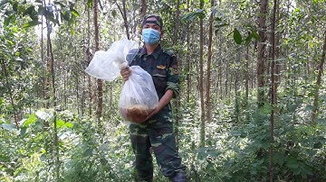 khai thác Tổ ong khoái giữa mùa  cực kỳ đã