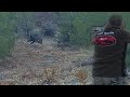 Huğlu Veyron ile yaban domuzu avı /Wild boar hunting in Turkey