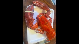 LobsterAnywhere.com - 5 1/2LB Pound Maine Lobster.