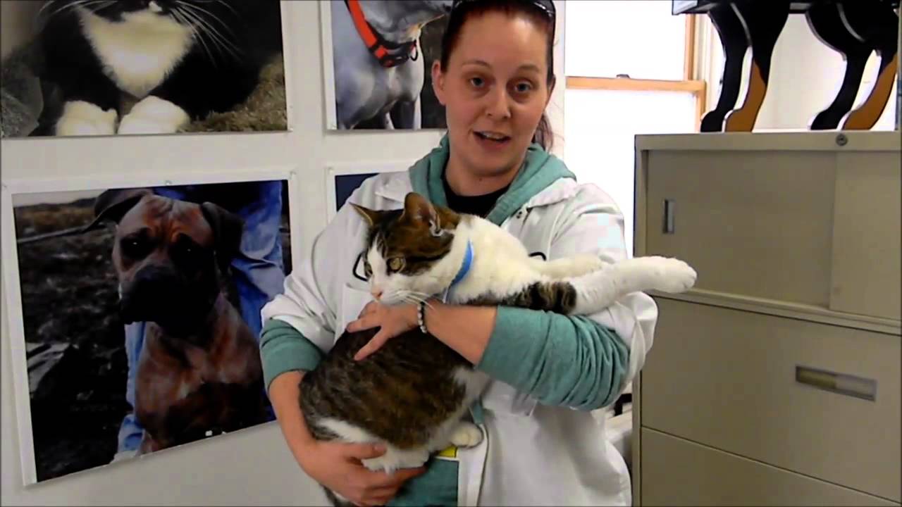 PET NATION RENOVATION APPLICATION SPCA of Luzerne County YouTube