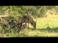 Wildebeest Calf Born Today 11/23/2014 Video 1 WildEarth Safari