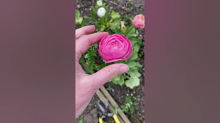 Picking Ranunculus - DayDayNews