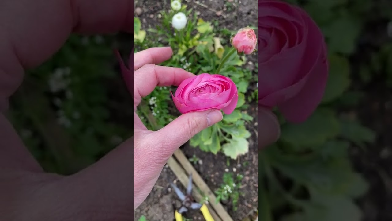 Picking Ranunculus