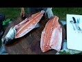 Pesca en aysen, como filetear un salmón chinook de 12kilos( parte 1 )