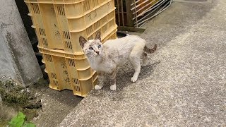 集落を歩いていたらお母さん猫だけがこっちに歩いてきた。