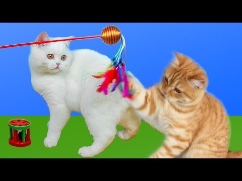 Video: Care Sunt Jucăriile Pentru Pisici
