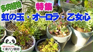 How To Grow Succulents Sedum Rubrotinctum Kumapan Botanical Youtube