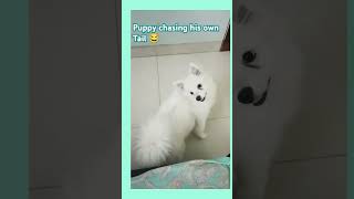 Puppy Chasing His Own Tail  #fun #cutedog #tails #dogloves #spitzpuppy #spitz #dog #dogs#funnypets