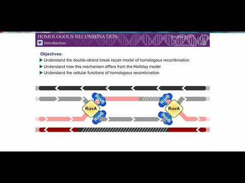 Homologous Recombination (Rec BCD Pathway/ Double strand break mechanism)
