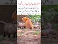 Did you know this about the Red Fox #Fox#RedFox#WildFox#FoxLife #viralshort #ytshorts #allahkiqudrat