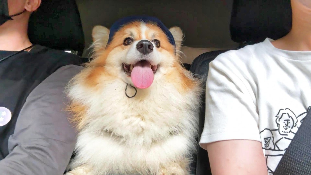 好奇心お化けな犬達と「北海道旅行」を満喫した結果…【一気見総集編】【6月7月】