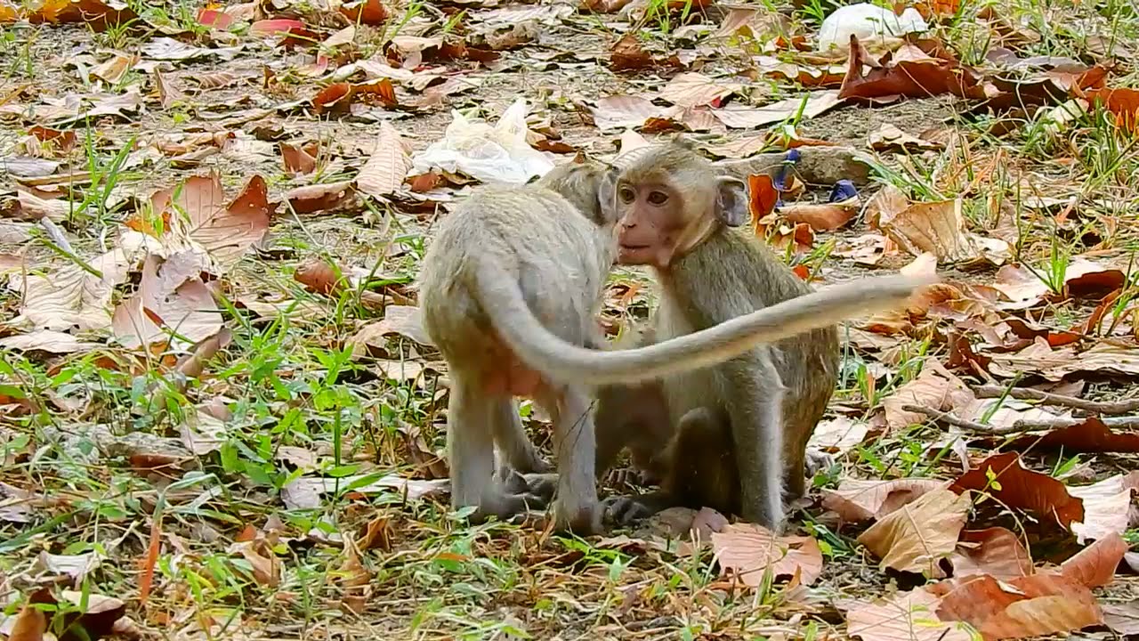 Funny monkeys will make you laugh hard   Funny and cute compilation   Must watch!,grown monkey