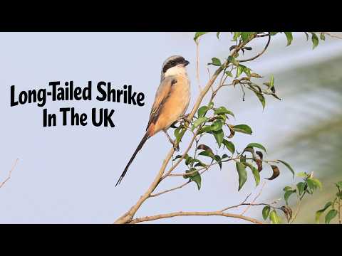 Long Tailed Shrike. Crail, Fife. First In The UK For 26 Years.