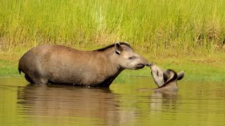 TAPIR Couple courtship, SOUTH AMERICAN TAPIR (TAPIRUS TERRESTRIS), ANTA BRASILEIRA, Aquatic niches.