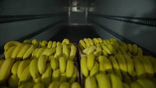 Every detail matters so you can enjoy ripe bananas everyday. Shop fresh produce at your local store.