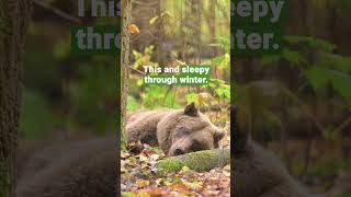 Sleepy Dasha! 🐻 | FOUR PAWS | [SUBS]
