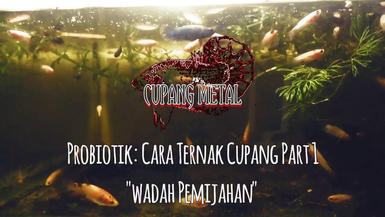 Probiotik | Cara Ternak Ikan Cupang Hias Part 1 : Wadah Pemijahan 