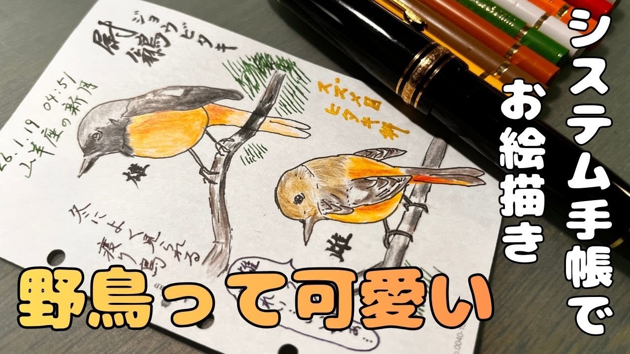 [システム手帳でお絵描き] 野鳥❤️ジョウビタキさん🥰綺麗なオレンジ色