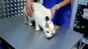 Cat Clipnosis | Outrageous Acts of Science