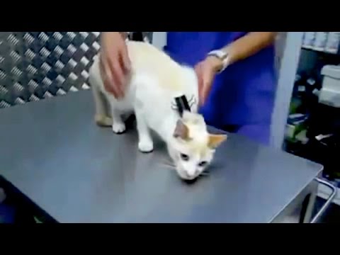 Cat Clipnosis | Outrageous Acts of Science